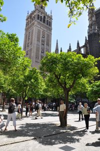 Kathedrale, Patio de los Naranjos, Schluri am Baum